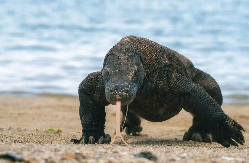 Komodo National Park, East Nusa Tenggara, Indonesia